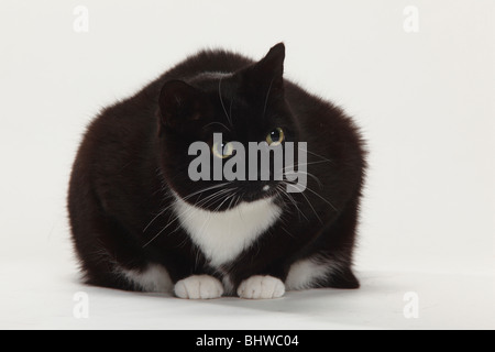 https://l450v.alamy.com/450v/bhwc04/domestic-cat-too-fat-overweight-bhwc04.jpg