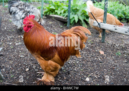 Red Cochin Chicken in the Garden Stock Photo