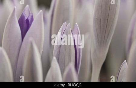 Pale white and lilac crocus budding Stock Photo