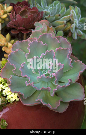 Echeveria Blue Curls Stock Photo