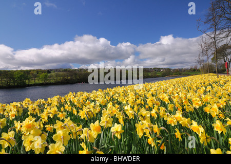 Springtime on the River Dee in Aberdeen, daffodils in bloom and rowers exercising. Stock Photo