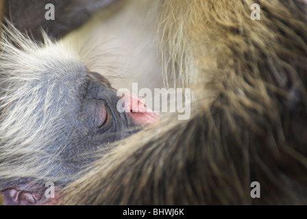 An endangered baby Red Colobus Monkey Peocolobus kirkii, in its mother's arms, are endemic to the island, in Zanzibar's Jozani Forest. Stock Photo