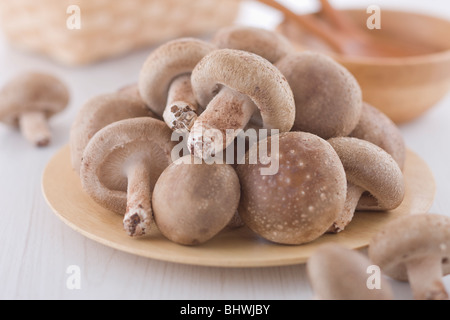 Shiitake Mushroom Stock Photo