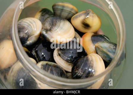 Freshly taken sea shells or Oysters (Also known as sea Peals) in a Glass Bottle from Kerala Backwaters (India) nearby Main sea Stock Photo