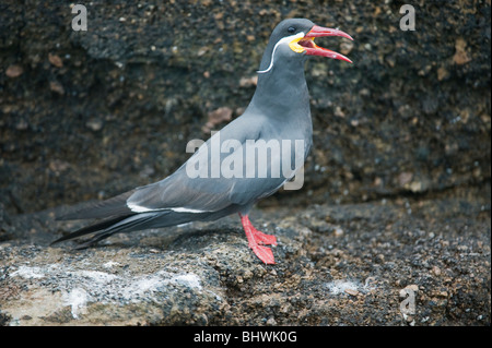 Inca Terns (Larosterna inca) WILD, Pucusana, PERU Stock Photo