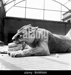 A lioness eating, London Zoo, (1950s?). Artist: Henry Grant Stock Photo