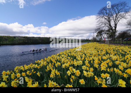Springtime on the River Dee in Aberdeen, daffodils in bloom and rowers exercising. Stock Photo