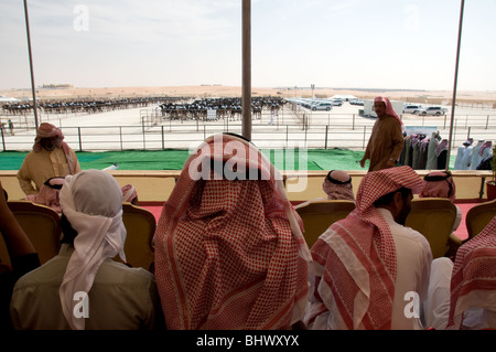 Al Dhafra camel festival, Zayed City, Abu Dhabi, UAE Stock Photo