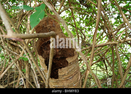 Wrecked old coconut Tree looks hollow inside.A View from Forest Area of Kerala,India Stock Photo