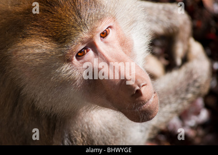 Papio Hamadryas Baboon looks up with intense expression. Stock Photo