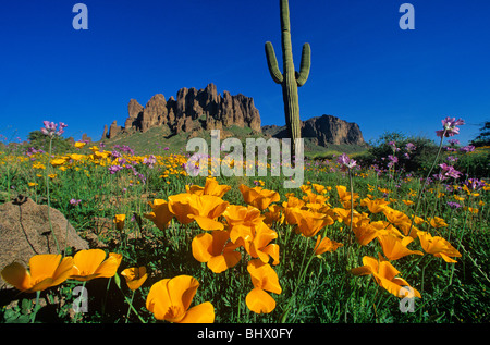 Poppies bloom in desert in Superstiton Wilderness Area, Tonto National Forest, east of Phoenix, Arizona, USA Stock Photo