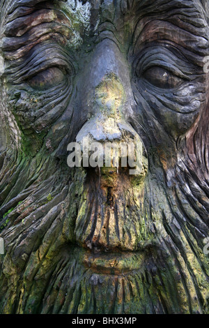 Carved Wooden Old Man's Head In Sefton Park, Merseyside, UK Stock Photo
