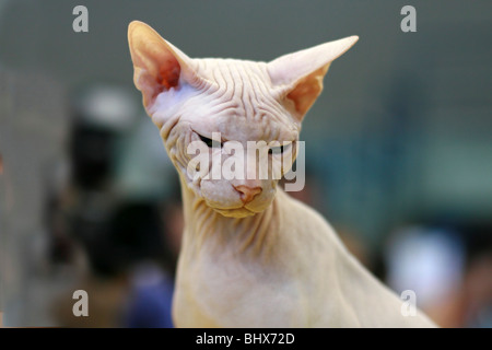 Pedigree Cat - White Sphynx Hairless cat also known as Canadian Hairless Stock Photo