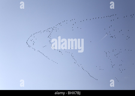 Migrating Barnacle Geese (Branta leucopsis), Alblasserdam, South-Holland, Netherlands Stock Photo
