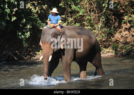 An elephant leaves the river after its bath at the Chiang-Dao Elephant Training Centre, Chiang Mai, Thailand. Stock Photo