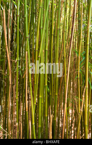 Green bamboo in the bamboo forest on the Pipiwai trail near Hana Maui Hawaii Stock Photo