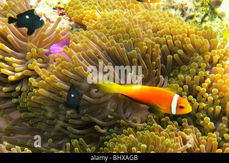 False Clown fish with anmone , Biyadhoo Island South Male Atoll Maldives Stock Photo