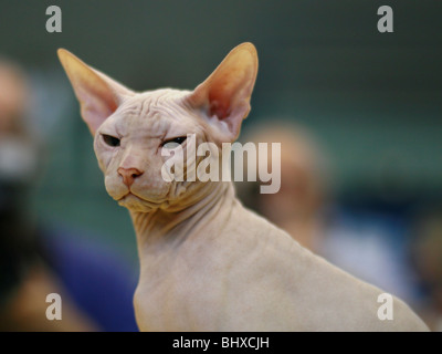 Pedigree Cat - White Sphynx Hairless cat also known as Canadian Hairless Stock Photo