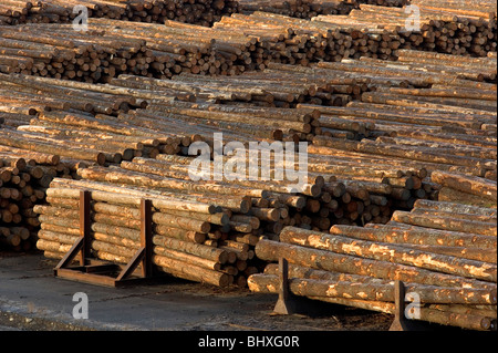 Cut trees timber lumber laying in Wood Mill Stock Photo