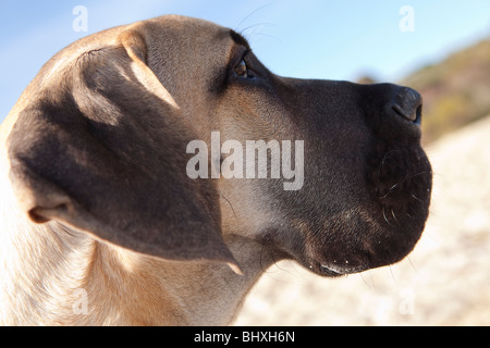 Great Dane puppy Stock Photo