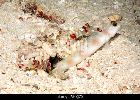 Steinitz Shrimpgoby, Amblyeleotris steinitzi, living in a symbiotic relationship with a pair of Randalls snapping shrimps, Alpheus randalli Stock Photo