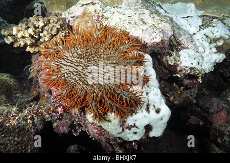 Crown of Thorns starfish, Acanthaster planci, feeding on coral. White patches can be seen where the coral has been eaten Stock Photo