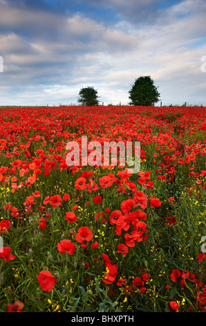 Poppies growing amongst the crops on arable land, South Downs East Sussex Stock Photo