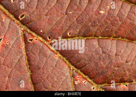 Autumn forest Stock Photo