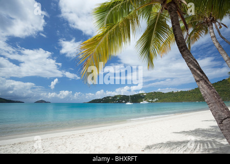 Palm trees along a tropical beach in US Virgin Islands Stock Photo
