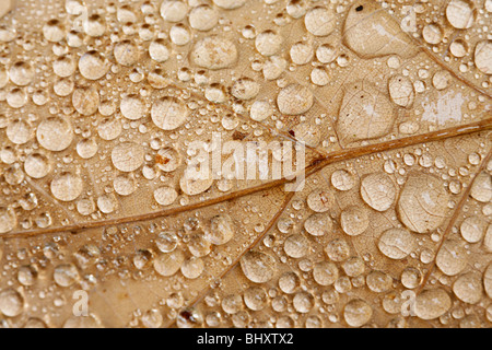 Raindrops on a leaf Stock Photo