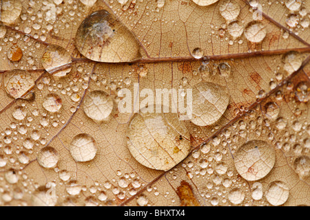 Raindrops on a leaf Stock Photo