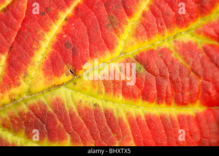 Autumn forest Stock Photo