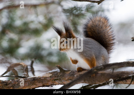 Red Squirrel (Sciurus vulgaris), in pine tree Stock Photo