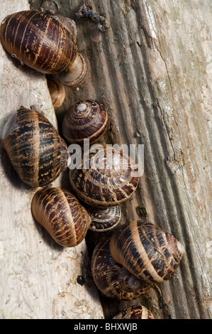 Common Garden Snail ( Helix aspersa),at hibernation site Stock Photo