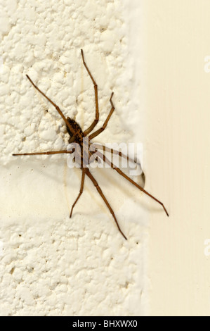 Large house spider (Tegenaria duellica (gigantica))