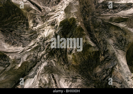 Bark of an old tree Stock Photo