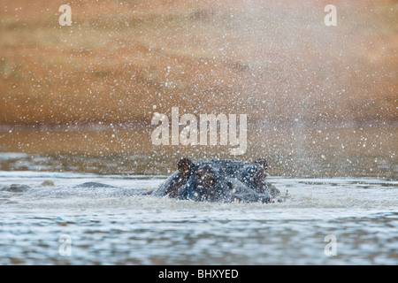 Head of hippo barely visible through the threatening display of an explosive exhale Stock Photo