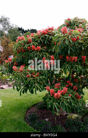 AESCULUS MUTABILIS INDUTA. HORSE CHESTNUT BUCKEYE. Stock Photo