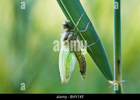 Four-spotted Chaser (Libellula quadrimaculata) comes out of its larva Stock Photo