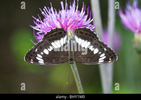 white admiral butterfly (Limenitis camilla) Stock Photo