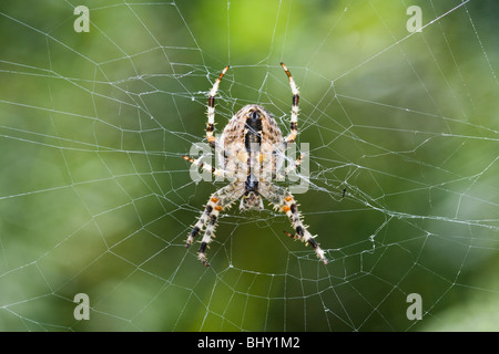 European garden spider (Araneus diadematus) Stock Photo