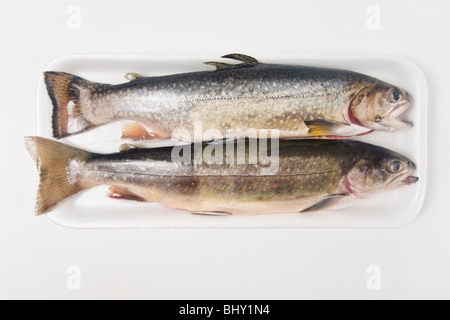 arctic char ready to cook in a polystyrene packing Stock Photo