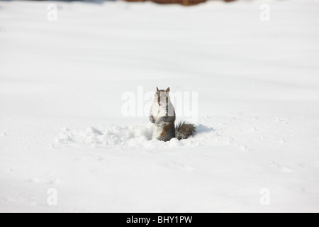 Squirrel playing in the snow in Charlottesville, Virginia. Stock Photo
