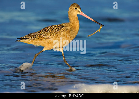 Running Long-billed Curlew (Numenius americanus) captures worm in morning light Stock Photo