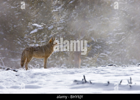 Coyote (Canis latrans) watching intently for prey as it stands near a thermal bed in Yellowstone National Park, USA Stock Photo