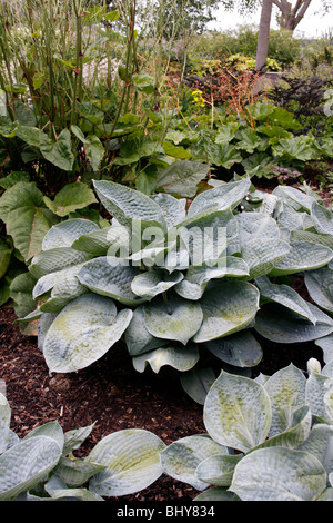 HOSTA BIG DADDY. PLANTAIN LILY. Stock Photo