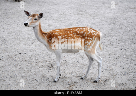 Fellow deer female (Dama dama) in Serengeti Park, Hodenhagen, Germany Stock Photo