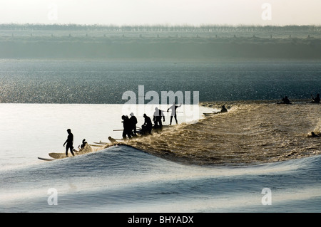 Surfers riding the Severn Bore near Newnham, Glos in the early morning sunshine. The bore was five star rated, which means the b Stock Photo