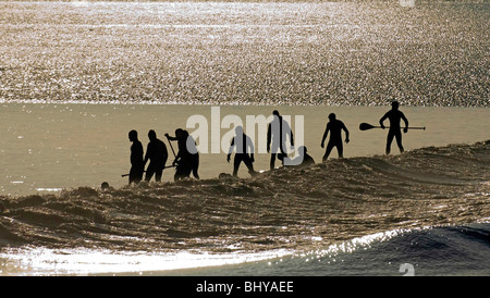 Surfers riding the Severn Bore near Newnham, Glos in the early morning sunshine. The bore was five star rated, which means the b Stock Photo