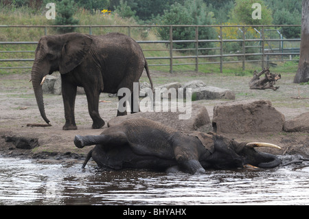 African elephants (Loxodonta africana) in Serengeti Park, Hodenhagen, Germany Stock Photo